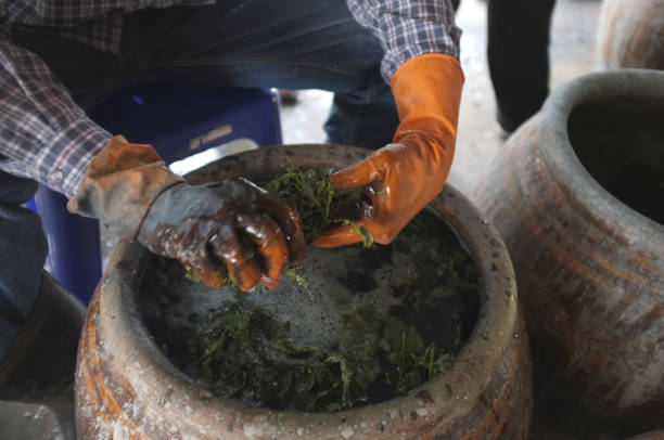 istock The process of indigo. Remove Indigo tree from the water. To use  Indigo cake 975705070