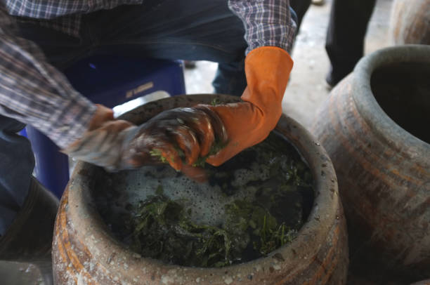 istock The process of indigo. Remove Indigo tree from the water. To use  Indigo cake 975705178