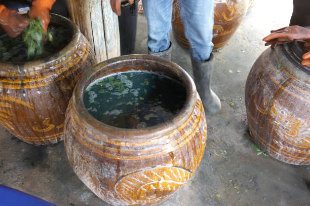 istock The process of indigo. Remove Indigo tree from the water. To use  Indigo cake 975705348