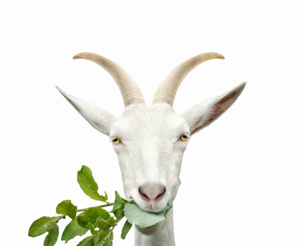 Portrait of goat eats grass. Isolated on white