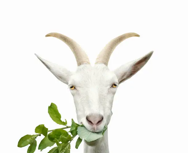 Photo of Portrait of goat eats grass. Isolated on white