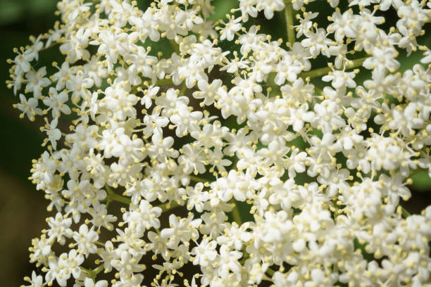 istock Black Elderberries flowers close, macro photography 975708530
