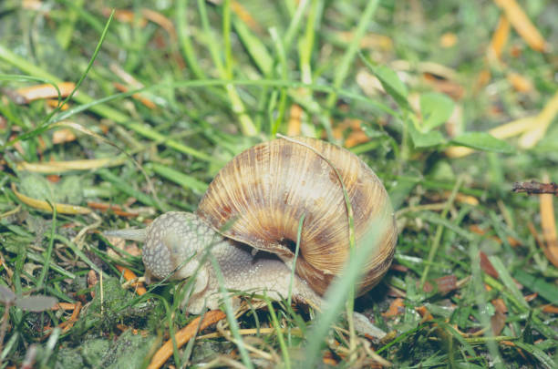 istock Garden common snail in shell crawling over the green grass after the rain, close up selective focus 975708826
