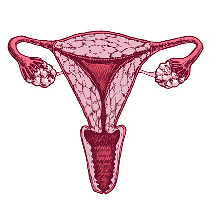 Human uterus illustration. Reproductive organs of a woman. Vector sketch of the symbol of female health.