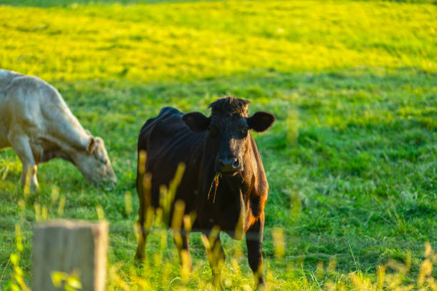 istock Cows at sunset on a northern German pasture 975711610