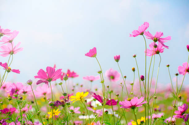 istock Cosmos flowers field on sunny day. 975712060
