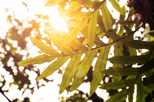 Rainforest fern against sunrise low angle view. Sunrise
