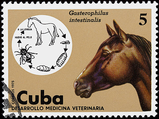 istock Veterinar stamp with horse 97571804