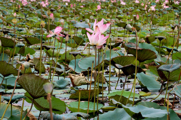 istock Lake of lotus 975718726
