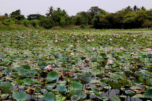 Lake of lotus in (India)