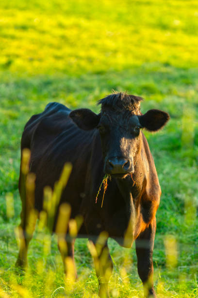 istock Cows at sunset on a northern German pasture 975736734