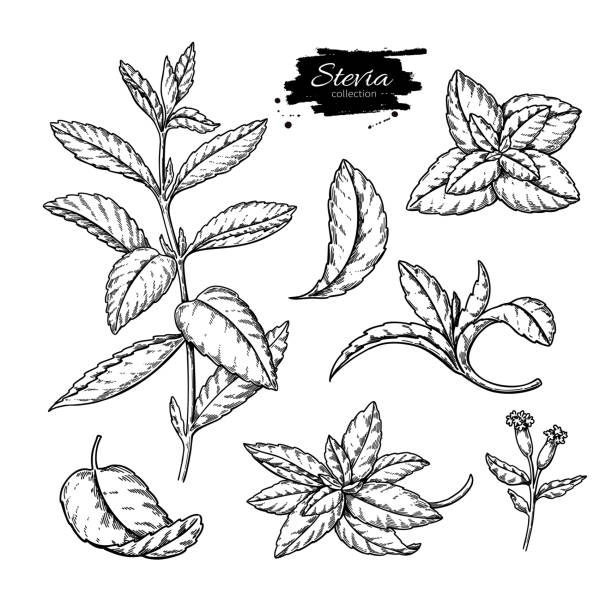 illustrazioni stock, clip art, cartoni animati e icone di tendenza di disegno vettoriale stevia. schizzo a base di erbe di sostituto dello zucchero dolcificante. illustrazione incisa vintage - sweetleaf