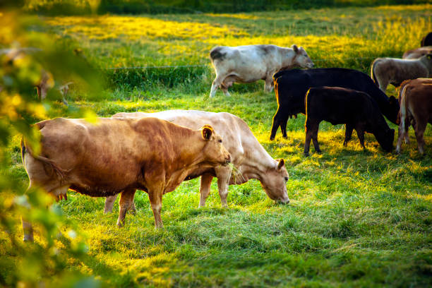 istock Cows at sunset on a northern German pasture 975742876