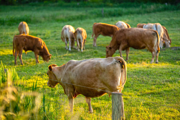 istock Cows at sunset on a northern German pasture 975742910