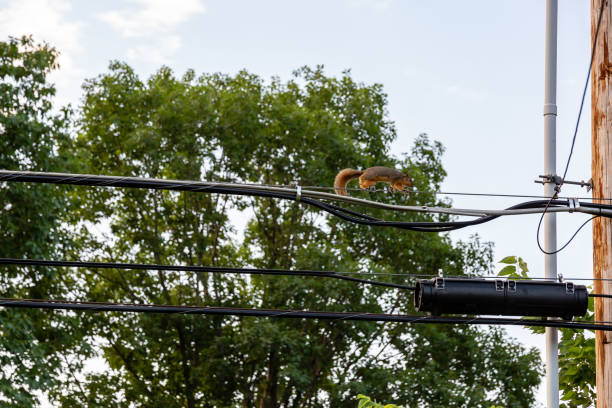 istock rodent running on a high wire at dawn 975743418
