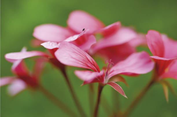 fiore di geranio, geranium flower - gigifoto foto e immagini stock
