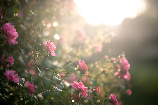 Shot of a pink roses at sunrise in the springtime. Shallow DOF.