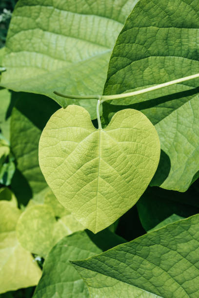 istock natural background with green leaves on plant 975757778