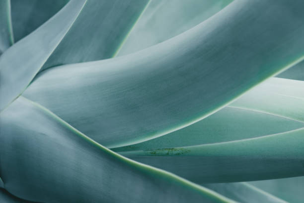 istock close up background with blue aloe plant 975762322