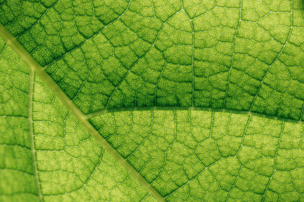 istock macro texture of natural green leaf 975763242