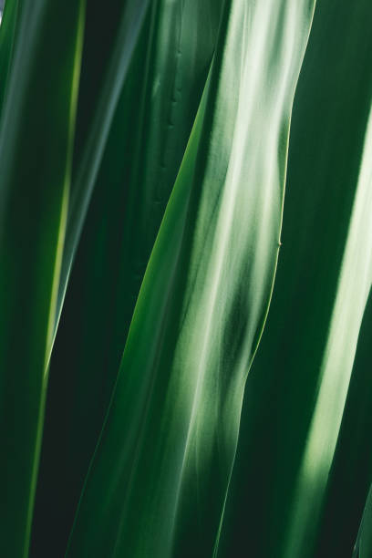 istock macro view of green fresh grass 975764362