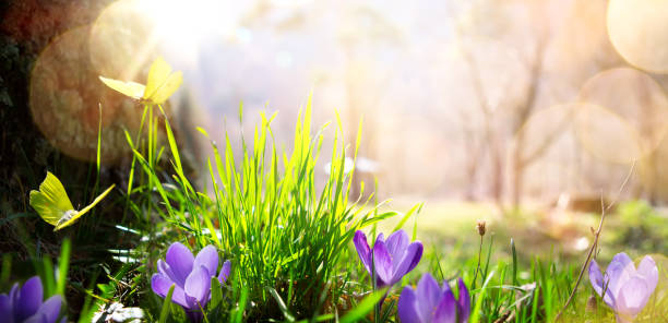 istock abstract nature spring Background; spring flower and butterfly 975764898