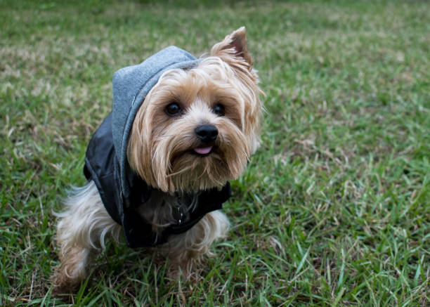 istock Male Yorkshire terrier in a hoodie 975765286