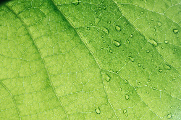 istock macro texture of green leaf with water drops 975765660