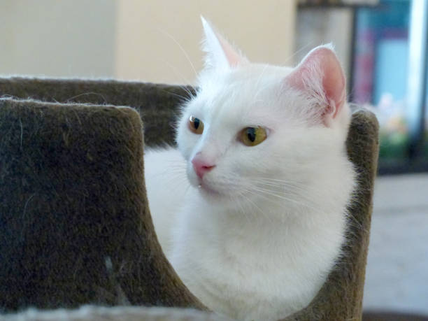 istock portrait of the cat 975769166