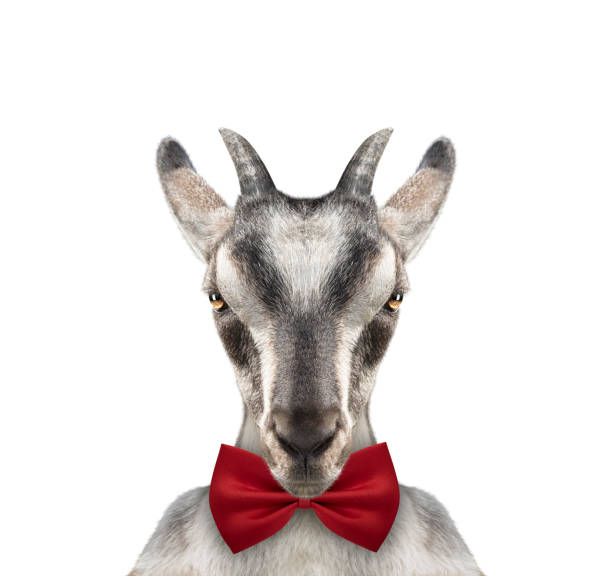 istock Cute pretty goat with bow-knot. Isolated on white 975771982