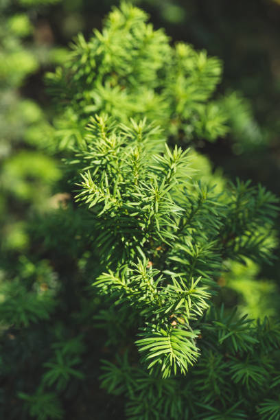 istock Conifer branches and leaves in sunlight background 975775980
