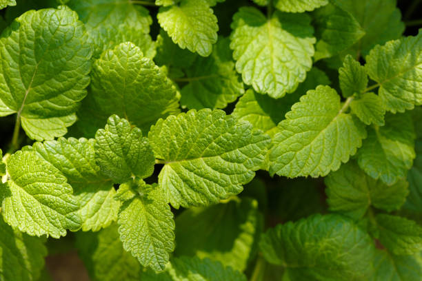 istock fresh young leaves of a melissa in the early spring 975776918