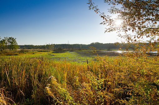 A marsh near Kampinos National Park