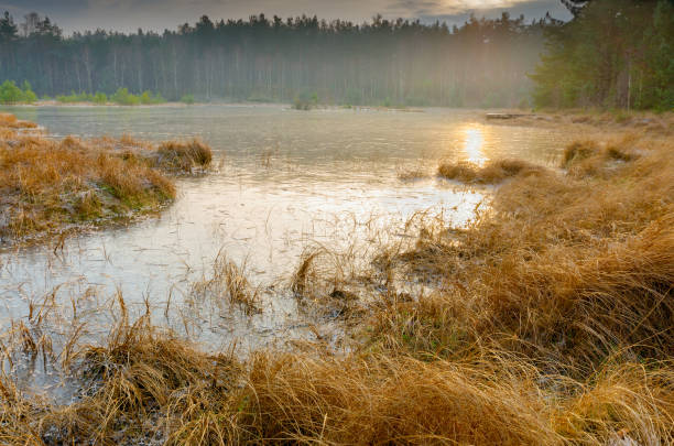 small, forzen mid-forest lake, borzyszkowy village, kaszuby region - pomorskie province imagens e fotografias de stock