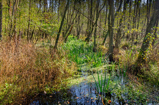 Freshwater swamp forest. Kampinos Park, Mazovia voivodeship, Poland.
