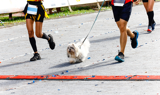 Dog and its owner taking part in a popular marathon race