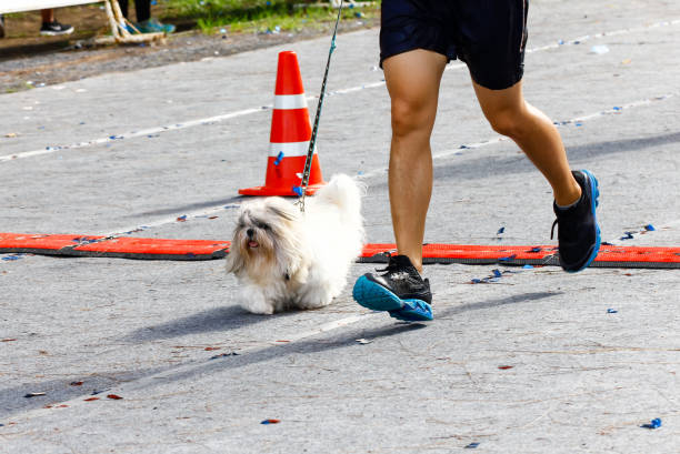 Dog Running at the Marathon stock photo