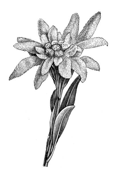 illustrazioni stock, clip art, cartoni animati e icone di tendenza di botanica piante antica illustrazione incisione: leontopodium alpinum, edelweiss - stella alpina