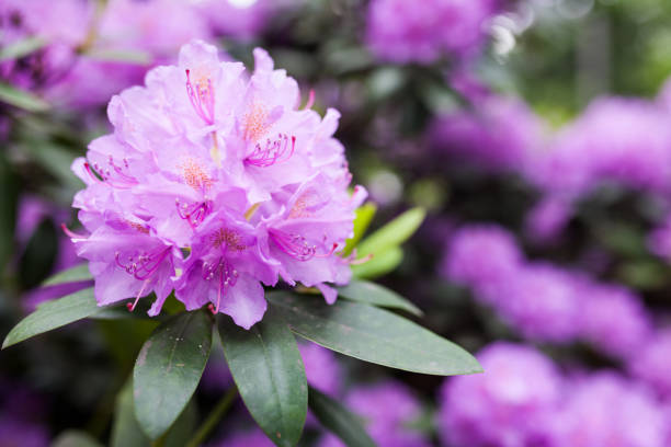 istock Rhododendron flower bush blooming 975784476