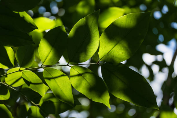 istock Translucent tree leaves on sunlight summer sunny day.Thailand. 975784766