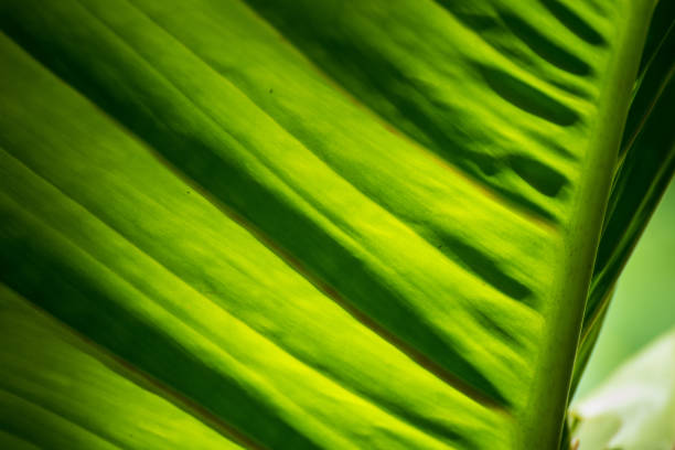 istock Translucent tree leaves on sunlight summer sunny day.Thailand. 975784850