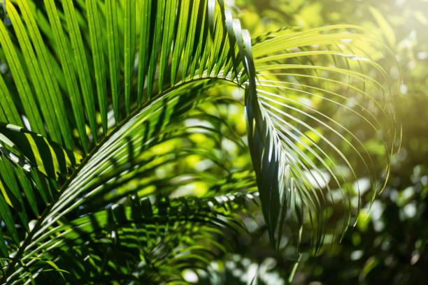 istock Translucent tree leaves on sunlight summer sunny day.Thailand. 975785204