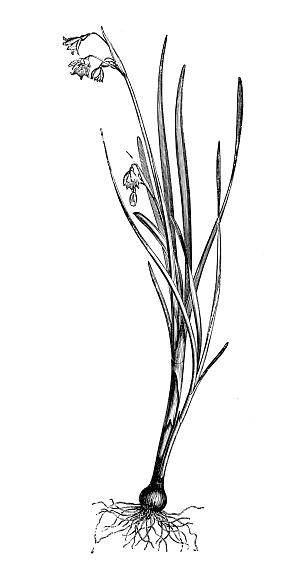 Botany plants antique engraving illustration: Leucojum aestivum
