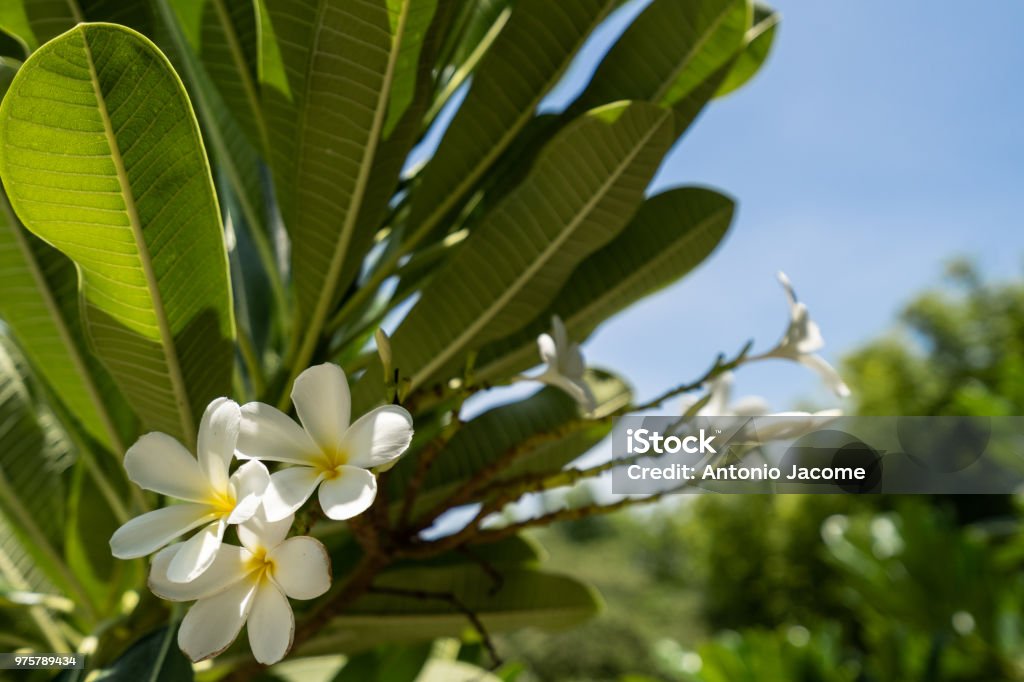 Plumerias En Jardines De Mexico Foto de stock y más banco de imágenes de Flor - Flor, Flora, Fotografía - Imágenes - iStock Plumerias En Jardines De Mexico Foto de stock y más banco de imágenes de Flor - Flor, Flora, Fotografía - Imágenes - iStock
