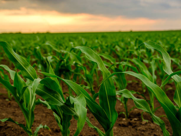 istock Green corn maize plants on a field. Agricultural landscape 975791442