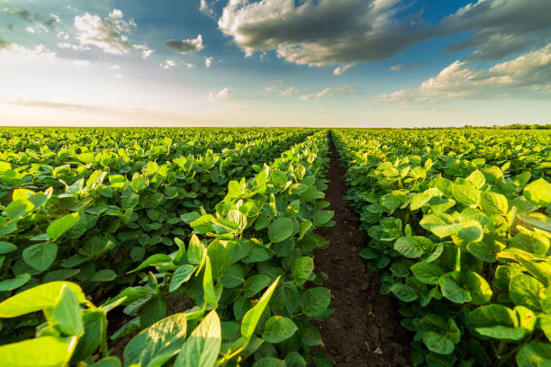 istock Green ripening soybean field, agricultural landscape 975795618