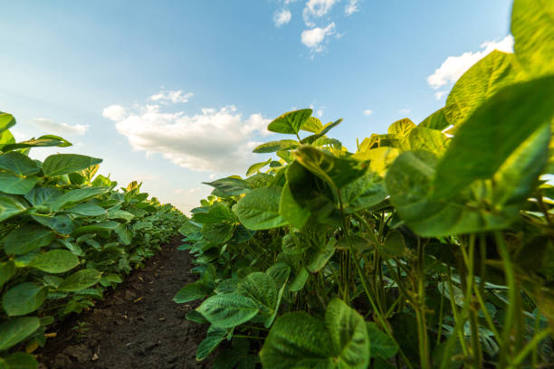 istock Green ripening soybean field, agricultural landscape 975795924