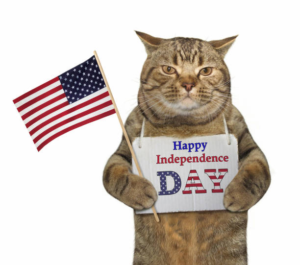 istock Cat with a sign and a flag 975796166