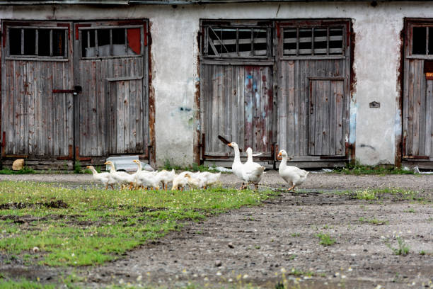 istock Geese and goose go on the grass 975796418