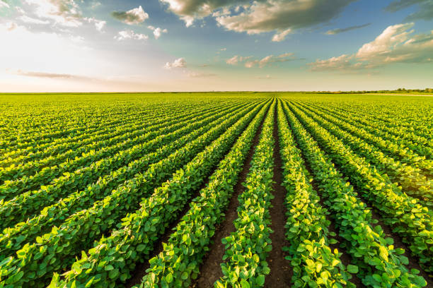 istock Green ripening soybean field, agricultural landscape 975796544